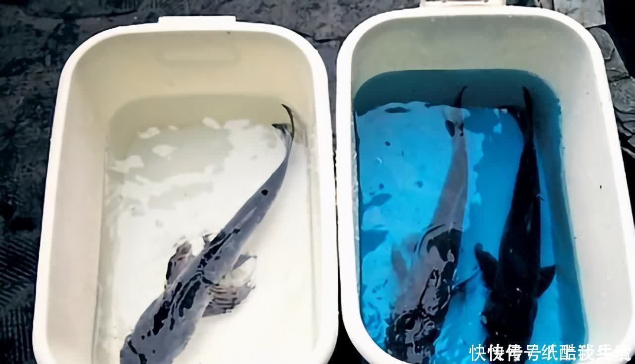 闽北|高手在民间,闽北神奇弓鱼术,能让鱼离水几天不死,是真的吗?