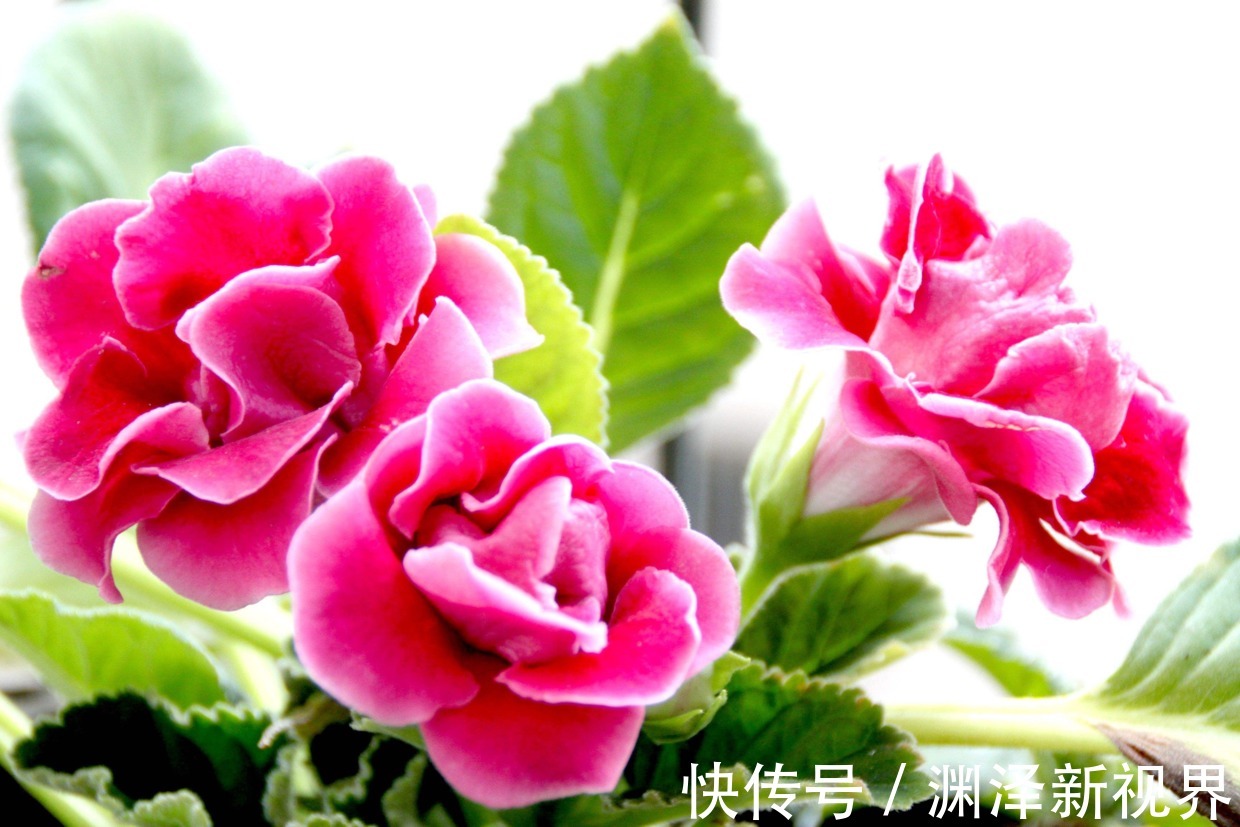 叶面|夏天喷水保湿，但是千万别喷这几种花，否则烂的透透的！