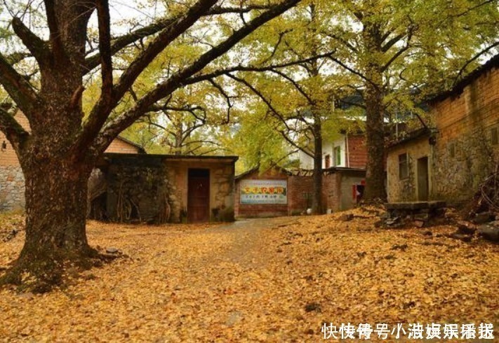 “门前有三树,家兴富三世”,有道理吗别说你不知道!