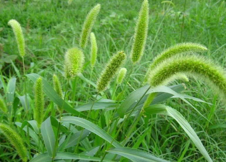 膝关节|农村“狗尾巴草”出名，乡下人“捣碎”如此用，专家羡慕