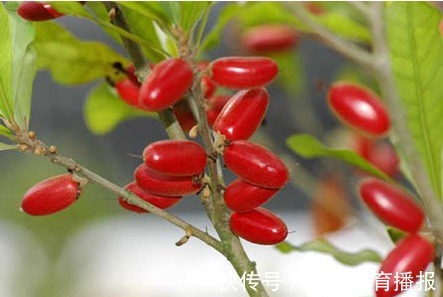 扦插|神秘果美颜瘦身、排毒通便，掌握高产要点，收获吃不完的神秘果