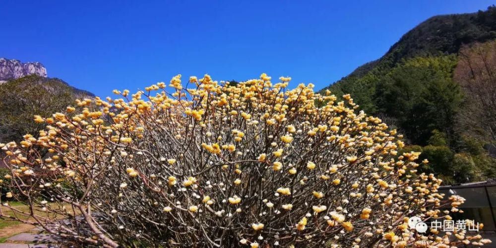 黄山花谷宫粉梅摇曳生姿