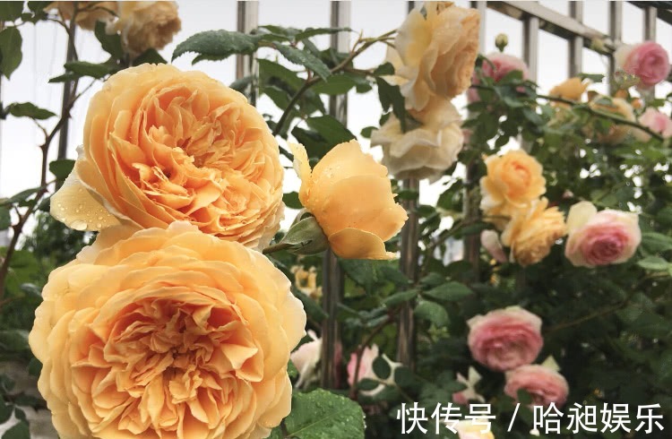 养月季,协调好3地方,月季越长越旺盛,一年四季花开不断!