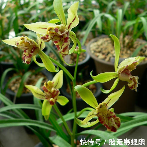 美观|喜欢养花,不如养盆夏洛特夫人,十分亮丽显眼,美观动人