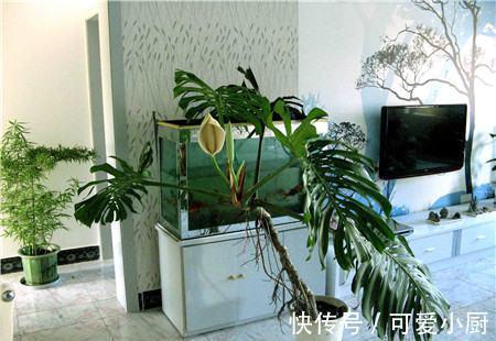 兰花|这6种好活的高颜值植物,老人最爱在家养殖