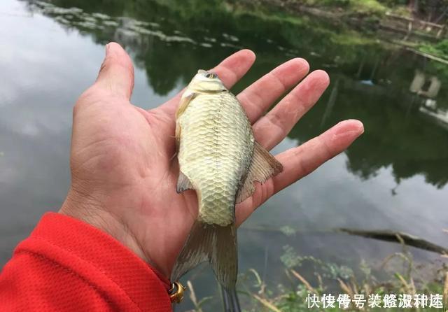 手竿|浅水好钓鱼，但这4件事你不可不知，弄错一件就与大鱼无缘
