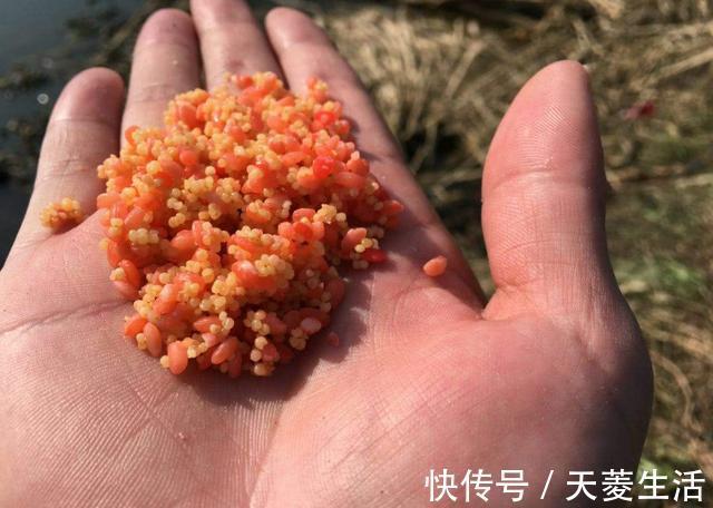 我妈|大爷自制钓鱼窝料,成本低,每次都比别人钓的多,无私分享给大家