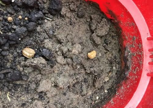 用种子培育旱金莲，上手简单的观叶观花植物，缺点就是难度夏