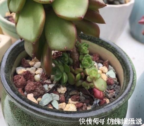 徒长|蒂亚徒了,都可以召唤“神龙”,手一痒,全都拔了!