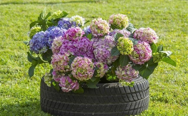 绣球花|冬天绣球花需要施肥吗?绣球花冬天这样养,就能安全过冬!