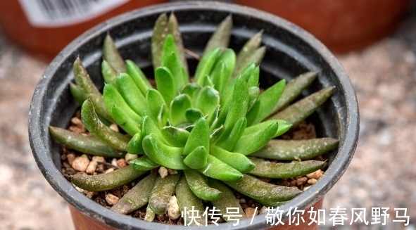 松树类|瓦松?是不是以为是松树,那就错了,它长得可是很可爱的