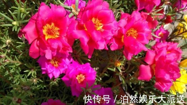 名字|喜欢养花,不如养盆千日红,霸气的名字一听就明白!