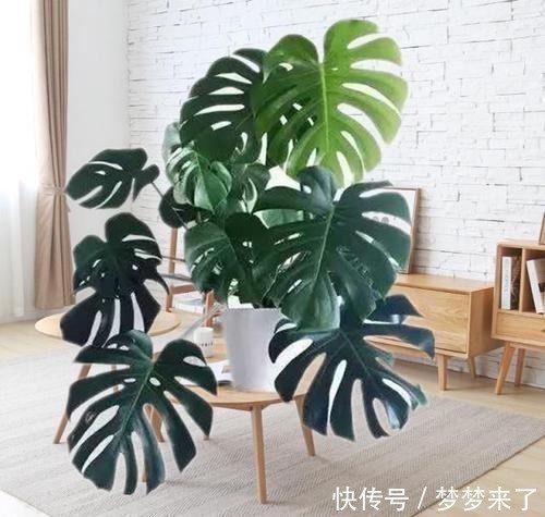 家人|家里万万要养这5种花,家人至少长寿十年,有钱人家里都喜欢种养