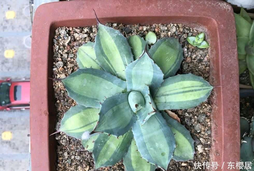 一种漂亮的盆栽，不怕寒冷，颜值高，繁殖快，很好养