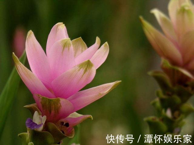 生在土里的荷花，开花一大朵，样子别致花期长，种一棵就赚了