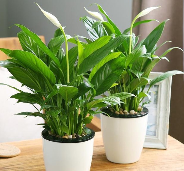 绿萝|4种“吸毒花”,被称作“天然空气净化器”,家里空气好,长得旺