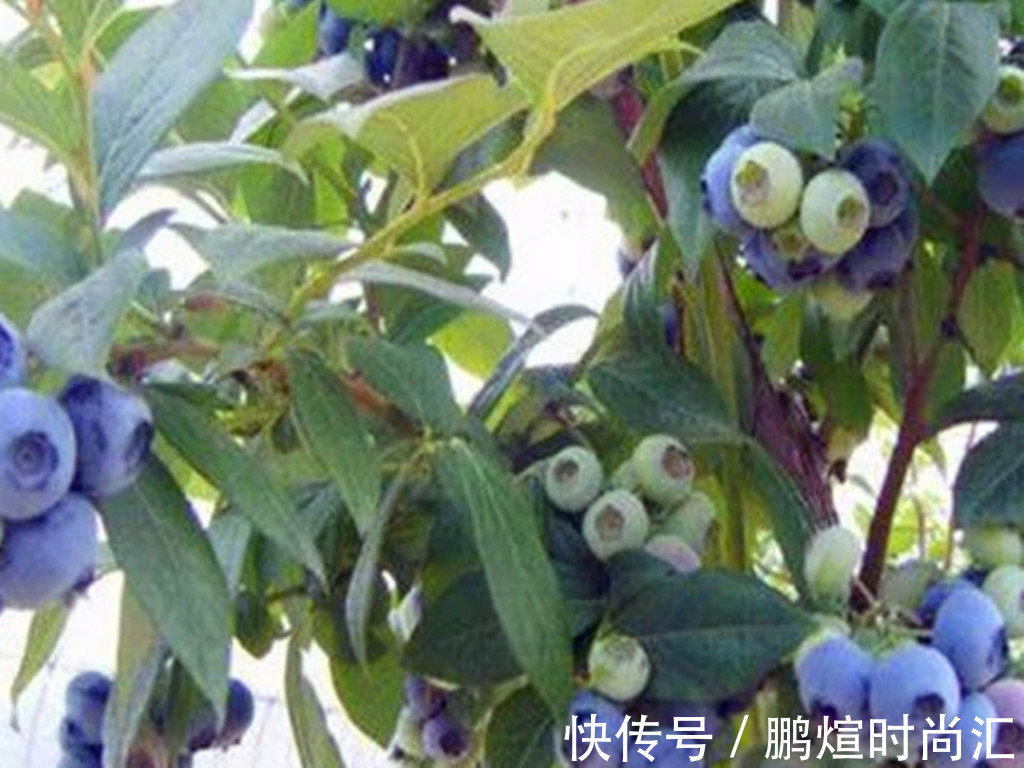 阳台党养花别跟风,图片是别人家的,适合自己的才省心省力