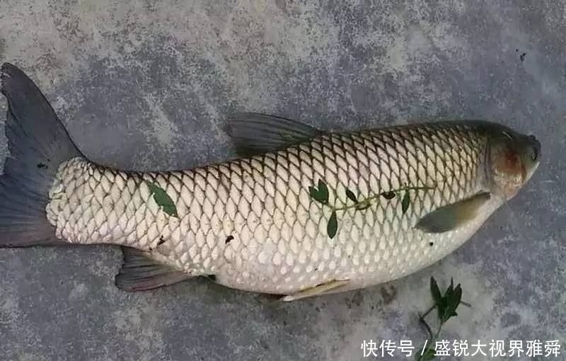 地方|初夏草鱼都藏在这三种地方，找到就能连竿，找不到大机率要空军。