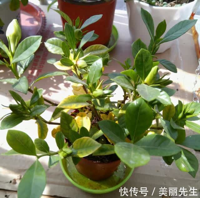 花芽|为什么栀子花总是养不好？老花匠找到了原因，不让问题发生是关键