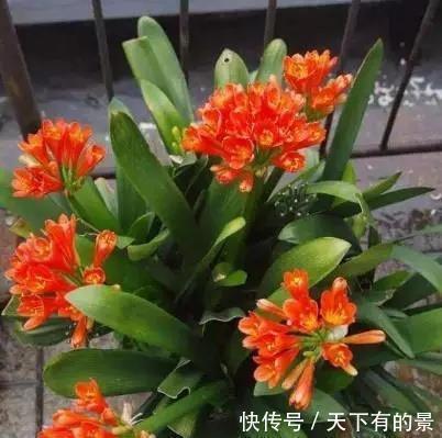 把它倒在花盆里,君子兰疯长如野草,一次能开30多