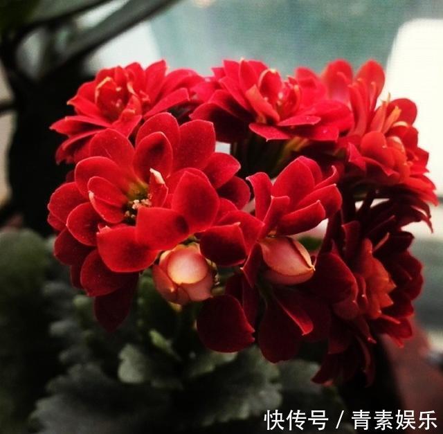 发酵|给长寿花吃点“橘子皮”，从此不在担心长寿花不开花啦