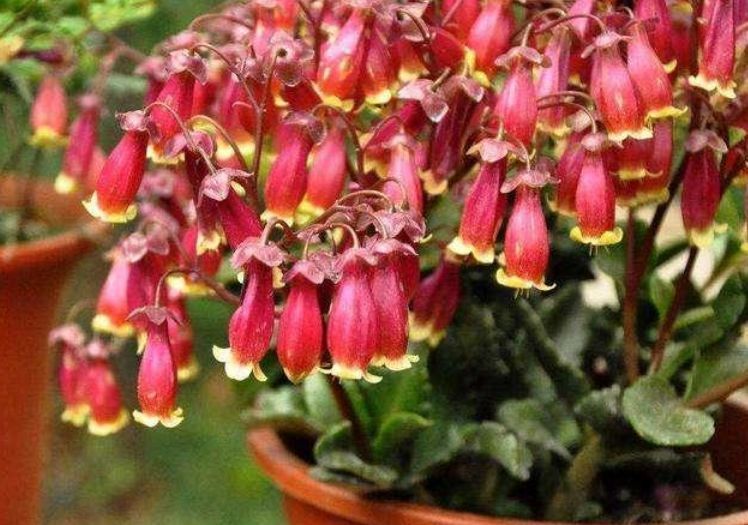 宫灯|4种花美的出奇,不仅花好看,名字也好听,花开不断!