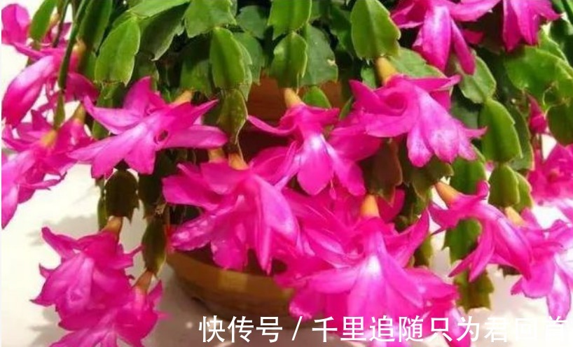 阿司匹林|蟹爪兰想要“花苞”长的多，往盆里加1物，开花不停，拦都拦不住