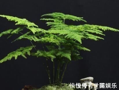 文竹|厨房里的“小东西”,拿来养文竹,比绿萝长得快,分分钟成盆景