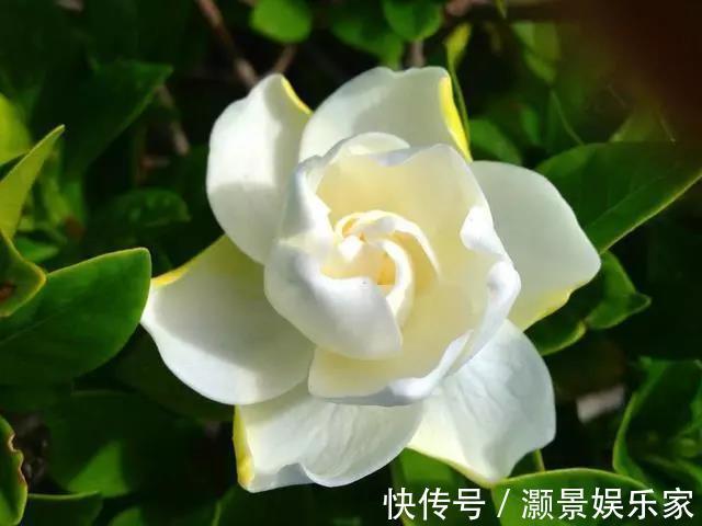 栀子花有“花苞”却不开花教你几个小妙招,雪白的花轻松开爆盆