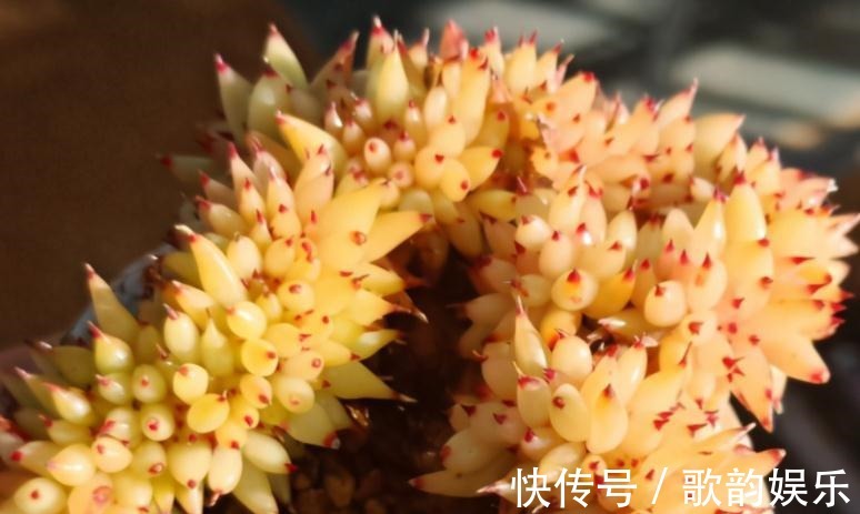 绿爪|送朋友多肉又不落俗套?红橙黄绿青蓝紫彩虹系7色多肉了解一下!