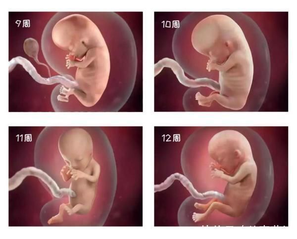 长大|组图告诉你，怀孕1周到40周胎儿是怎么长大的，感叹生命的神奇