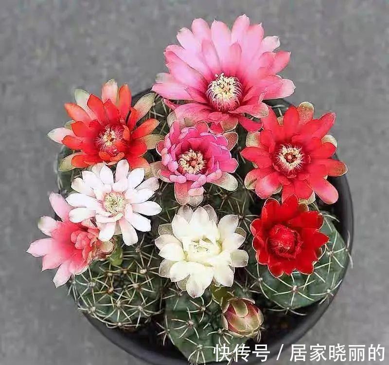 长寿花|学会一招,你家花什么时候开,由你说了算