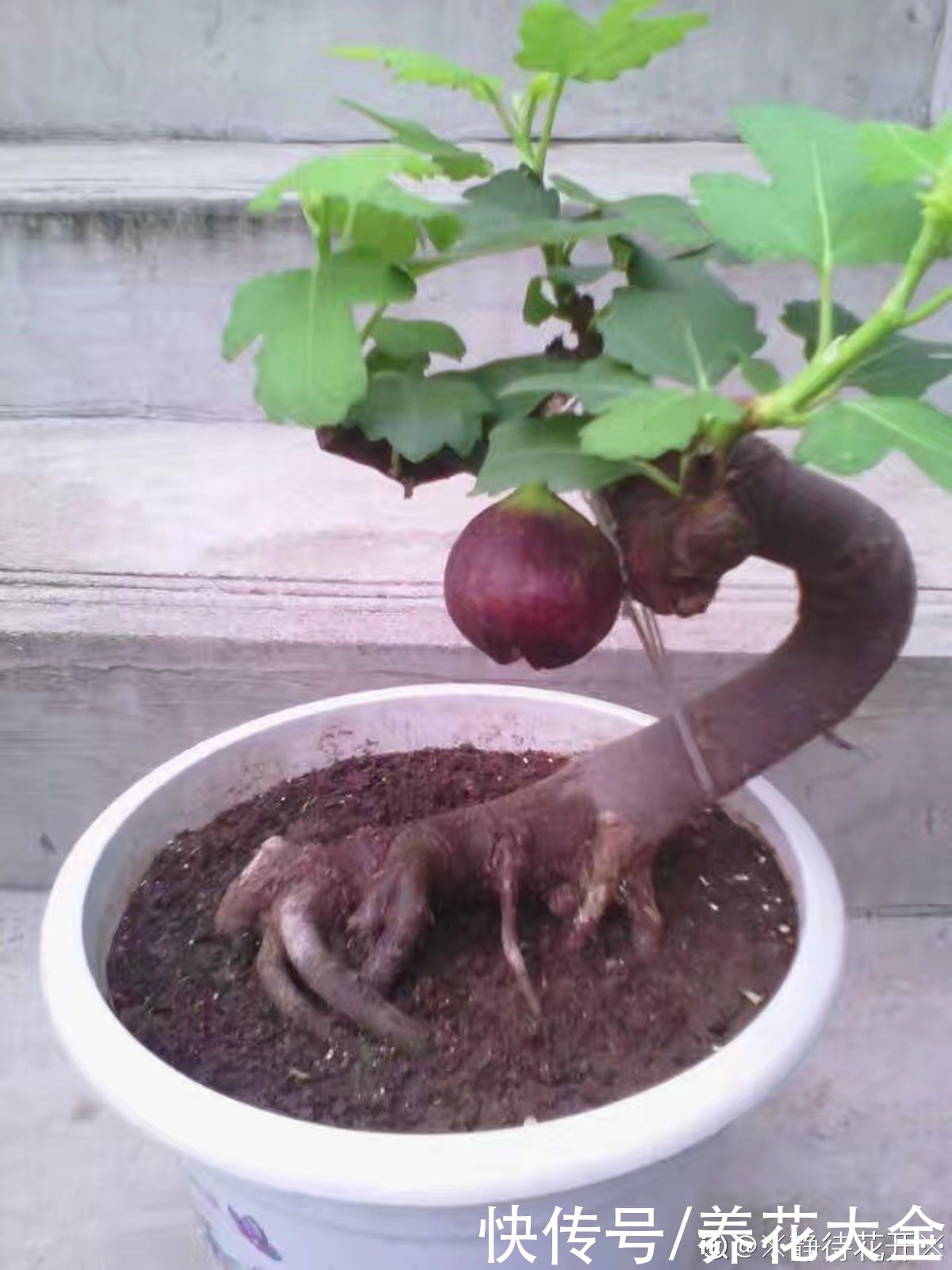 石榴树|2种果树，不仅能结果，修剪好了还能做盆景