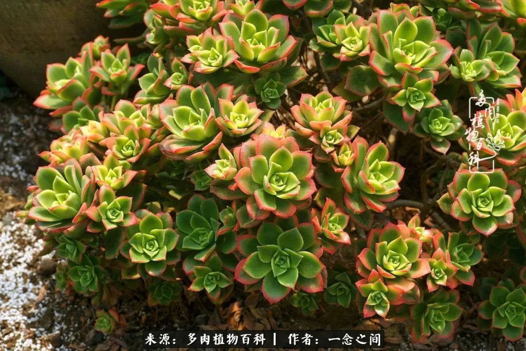 群友聊多肉没有最二只有更二,爆笑百科二群的二货二事!