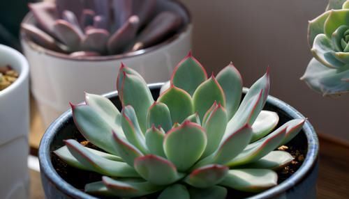 为什么圆滚滚的多肉养着养着就变细长？原因有3个