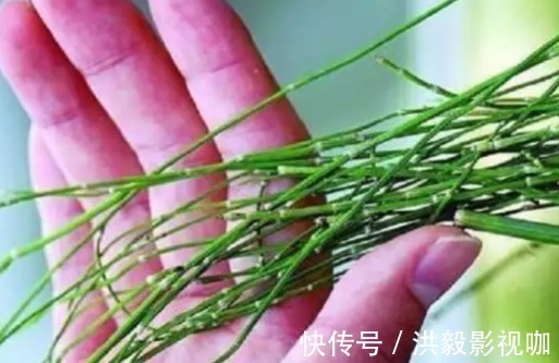 草药|农村杂草被称为“节节草”，是可以治疗腰椎间盘突出症的珍贵草药