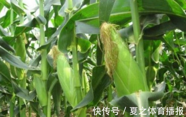病害|玉米延缓衰老、清理肠胃，农民种植掌握病害防治，收获高产玉米