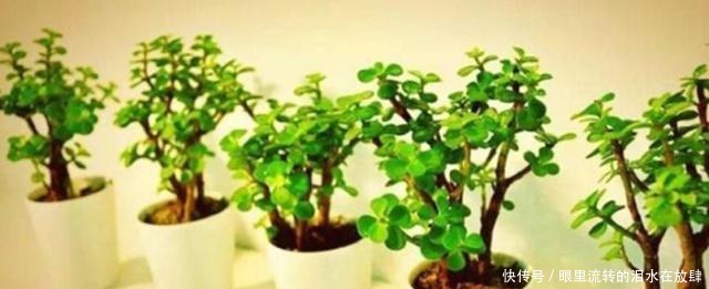 金枝玉叶长的“狂魔乱舞”，剪几刀，秒变“悬崖桩”，烂根也不怕！