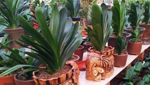 养花草|养花用什么水浇灌2种'万能浇花水',浇啥花都能越长越旺盛