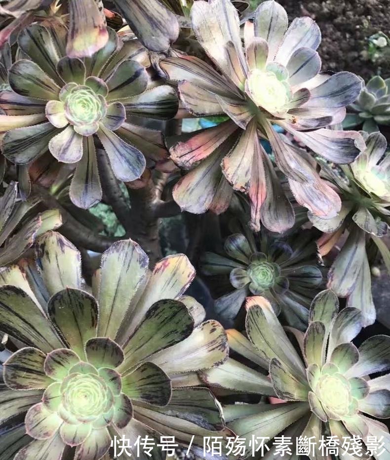 多肉|看到他养的多肉,我才知道法师有多扛晒