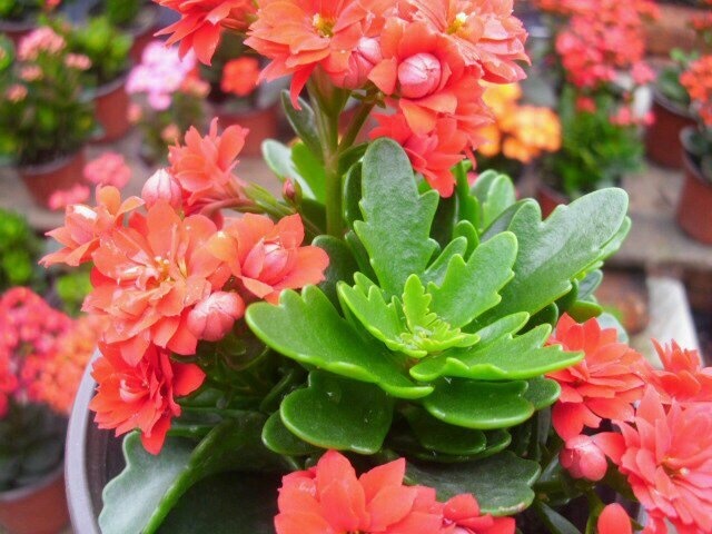 养长寿花、天竺葵,喂上1种“粉末”,花比叶子多,百试百灵