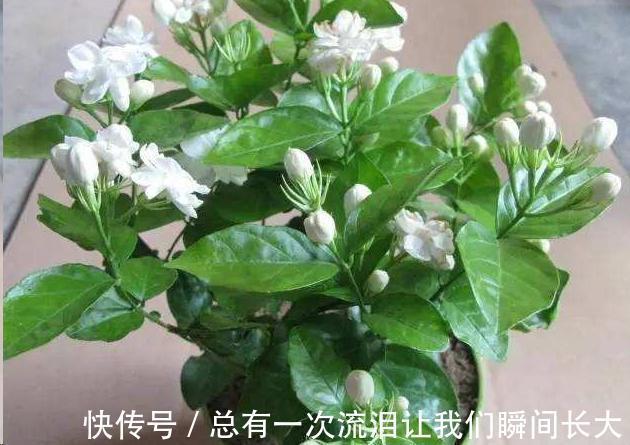 秋天6种花随便扦插都能活，生根发芽快，家里已经没空花盆啦