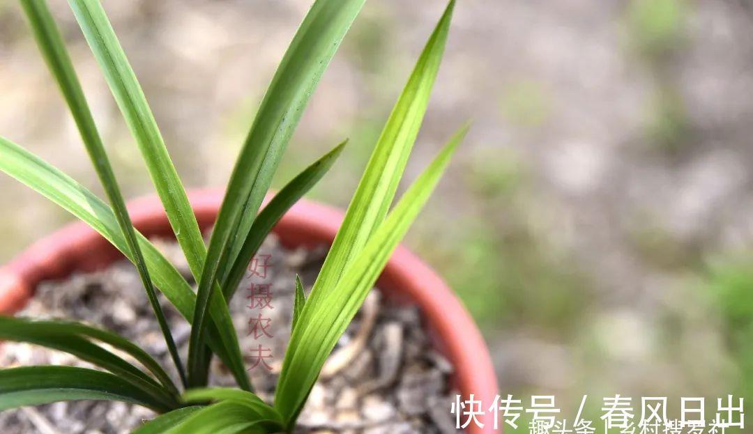 浇水|新手养兰花，别再这样浇水了!