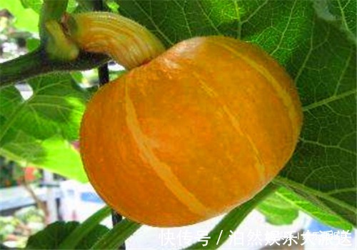 滋阴|女性不要太节俭，多吃4种食物，排出毒素，养护血管，滋阴降火