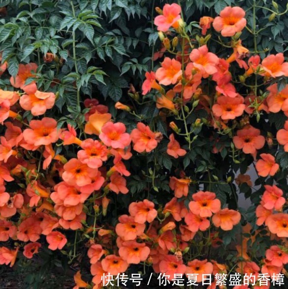 5种花自带“生根器”,如果遇到别客气,随手掐根枝,见土就成活