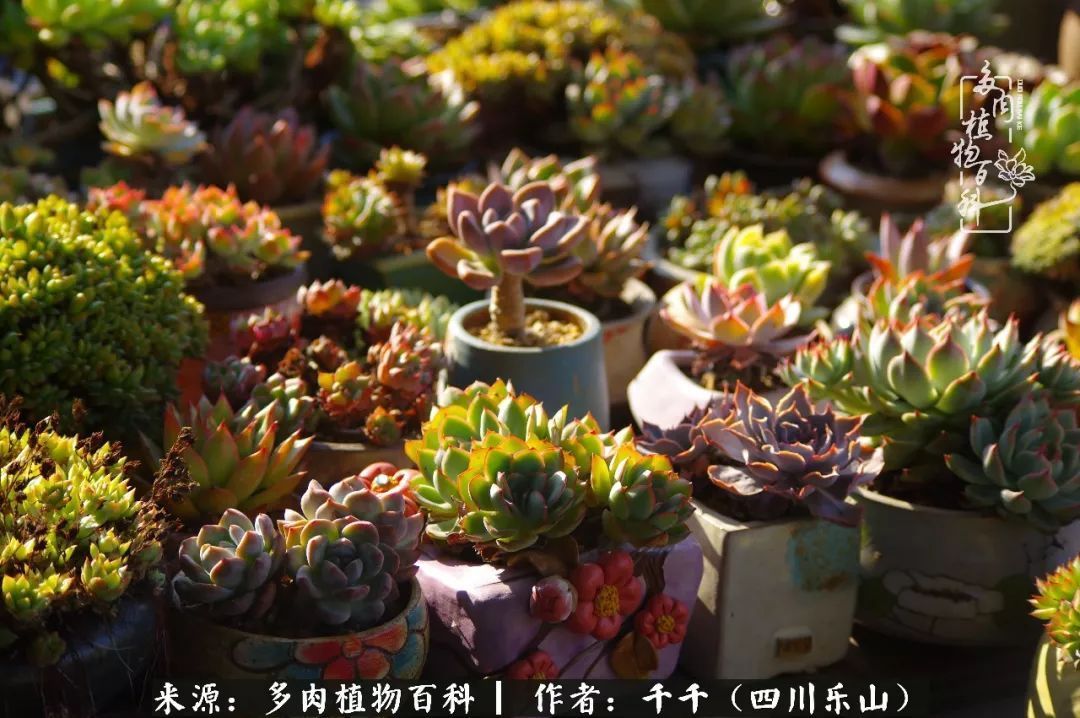 夏天日晒雨淋，秋老虎来势汹汹，你的多肉准备好逆袭了吗