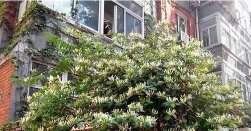 养爬墙花卉,盆底下埋几粒“这东西”,三个月长成瀑布