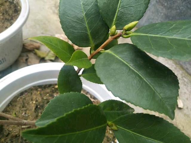 茶花的根快烂了,还能拯救吗,茶花换盆不是你想换就换