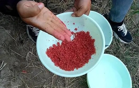 开鲫鱼饵料,不学会“五指打揉法”,饵料状态能好才怪!