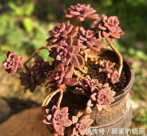 适合|5种强悍多肉,丢花盆里养半年,轻松长满盆,适合新手!